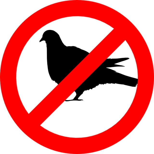 No Pigeons Allowed
